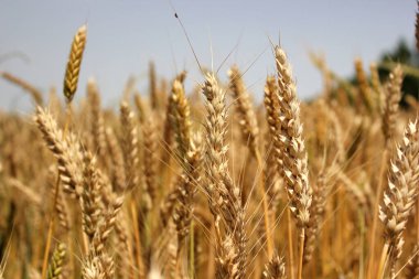Yazın sonunda buğday tarlaları tamamen olgunlaşmıştır.