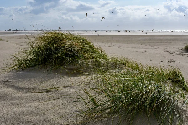 Dunas Isla Frisia Del Norte Amrum Alemania —  Fotos de Stock