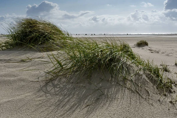 Dunes Sur Île Frise Nord Amrum Allemagne — Photo