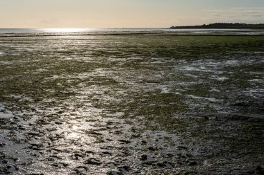Wadden Denizi, Amrum Adası, Kuzey Frizya Adası, Schleswig-Holstein, Almanya