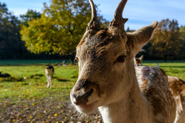 Male Fallow Deer Forest — Stock Photo, Image