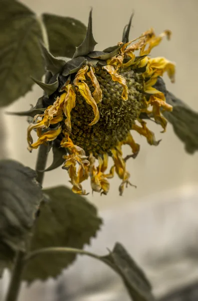 Сухий соняшник з зморщеними пелюстками і листям — стокове фото