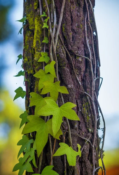 Ivy leaves climbing on a pine tree trunk — Stock Photo, Image