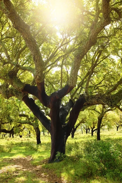 Stora cork tree i fältet — Stockfoto