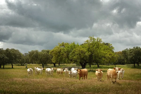 Paisaje con campo y una manada de vacas pastando — Foto de Stock