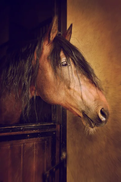 Portret van het hoofd van een paard buiten — Stockfoto