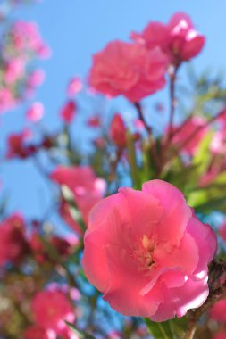 Kwanzan kiraz çiçeği yakın çekim