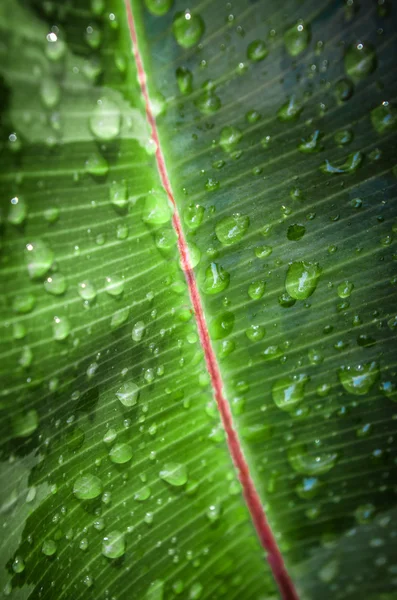 Closeup on a fresh green leaf — Stock Photo, Image