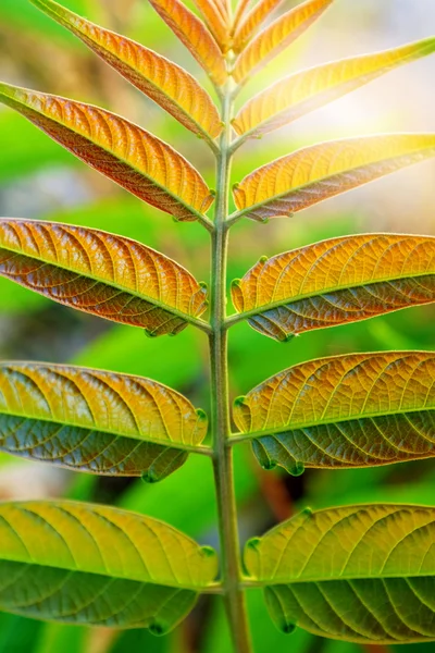 Closeup on wild plant — Stock Photo, Image