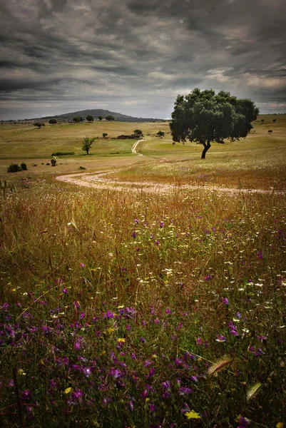 Primavera paesaggio rurale — Foto Stock