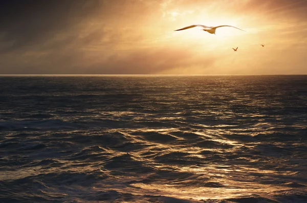 Meeuwen boven zonsondergang zee — Stockfoto