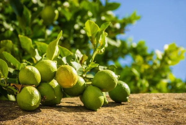 Green Lemons — Stock Photo, Image