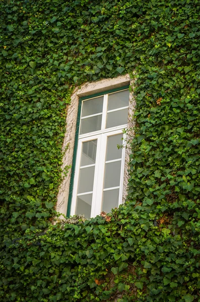 Cephe üzerinde sürünen Ivy — Stok fotoğraf