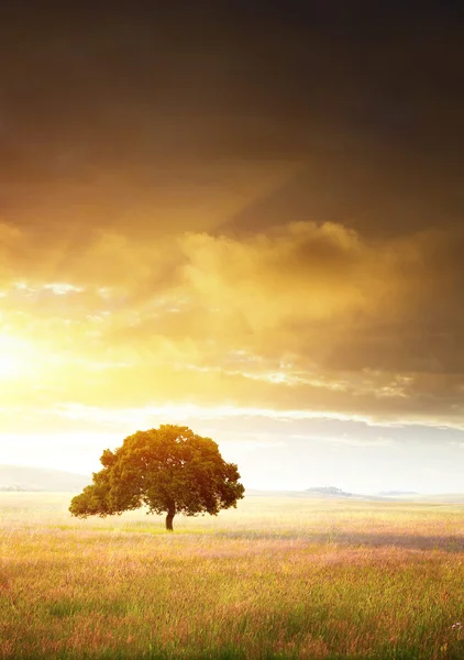 Árbol en el prado al atardecer — Foto de Stock