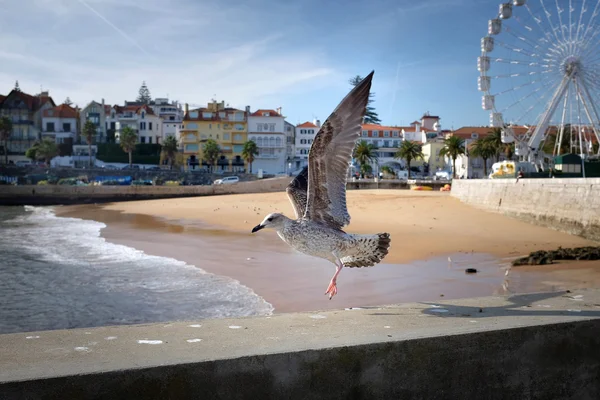 Gaviota en la playa de Portugal — Foto de Stock