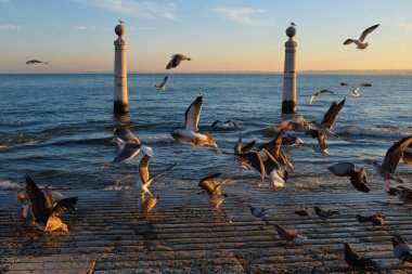 Sütunları Dock ile birçok martılar