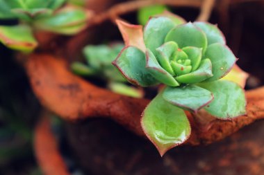 cactus in a clay vase
