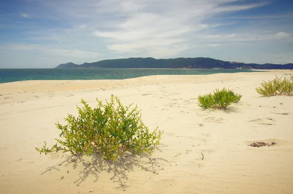 Vilda strand landskap — Stockfoto
