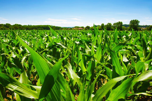 Зеленое поле молодой кукурузы
