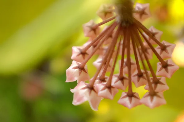 Blütenwachspflanze — Stockfoto