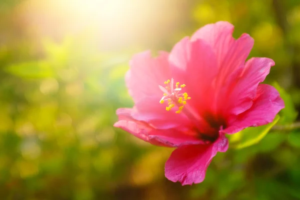 Růžový květ v zelené oblasti — Stock fotografie