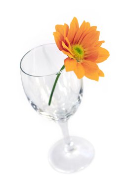 Sarı gerber çiçek