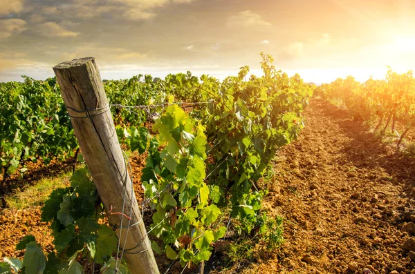 Paisagem do campo com vinha — Fotografia de Stock
