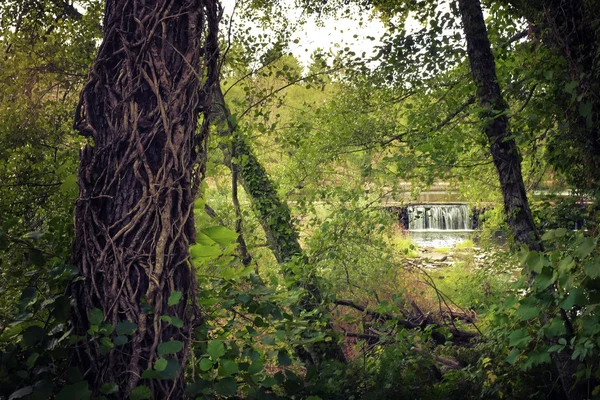 Cascata e foresta con tronco d'albero — Foto Stock