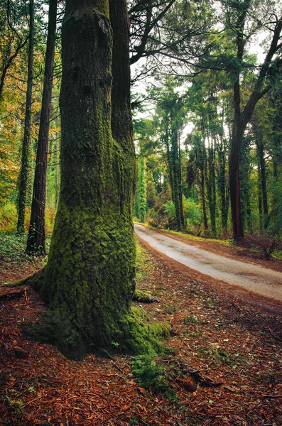 Straße im grünen Wald — Stockfoto
