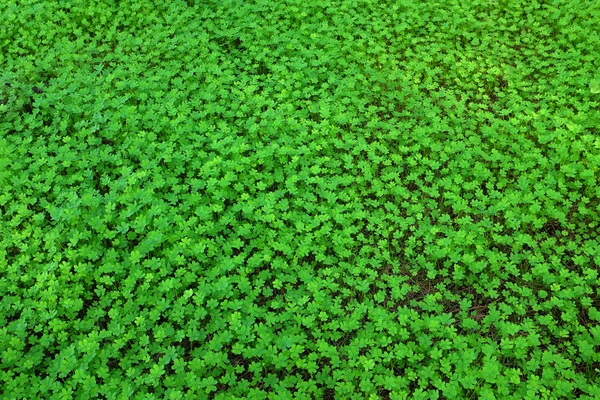 Groene tapijt van verse klaverblaadjes — Stockfoto