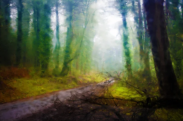 Ліс через мокре лобове скло автомобіля — стокове фото