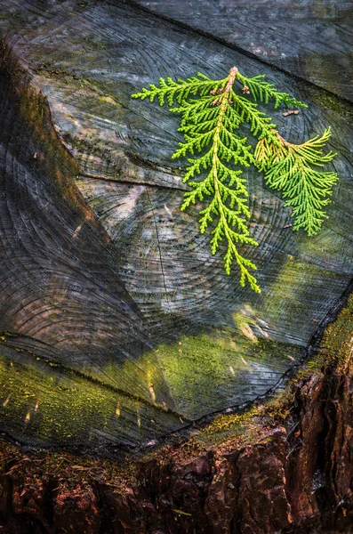 Leaves on Trunk — Stock Photo, Image