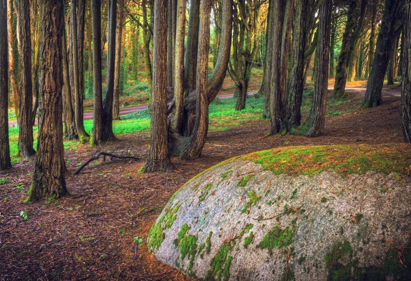 Rock på skogen — Stockfoto