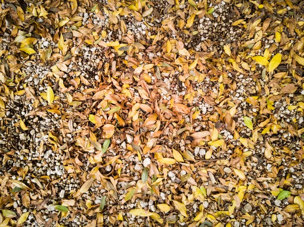 Dry Leaves Stones Garden Top View — Stock Photo, Image