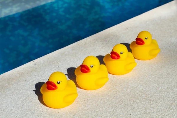 Quatro Patos Borracha Amarelos Seguidos Perto Uma Piscina — Fotografia de Stock
