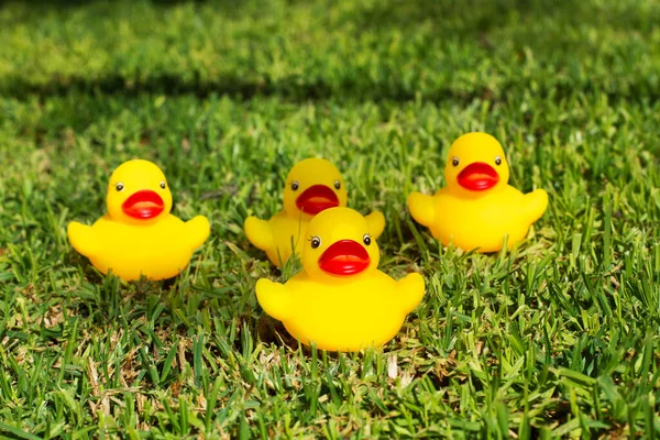 Quatro Patos Borracha Amarelos Grama Jardim — Fotografia de Stock