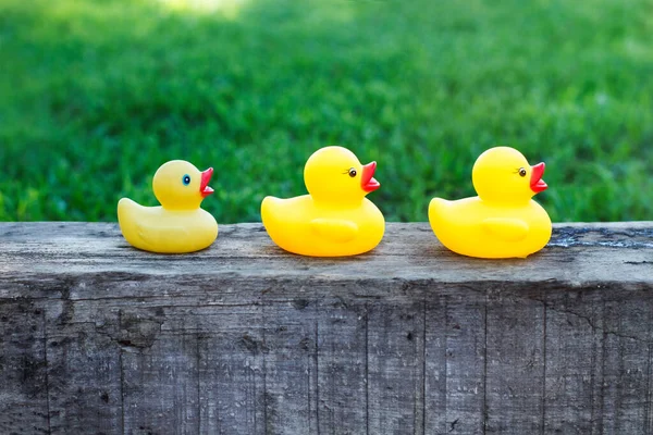 Tres Patos Goma Amarillos Fila Bloque Madera Jardín —  Fotos de Stock