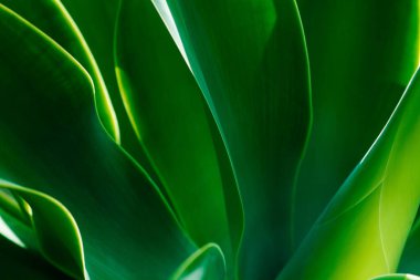 Güneşli bir günde Agave 'ın yaprakları yakın bir görüntüde