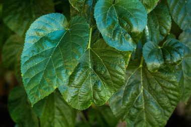 Blackberry ağacı yakından görünüyor.