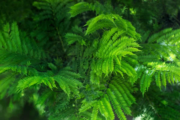 Grön Jacaranda Träd Blad Närbild — Stockfoto