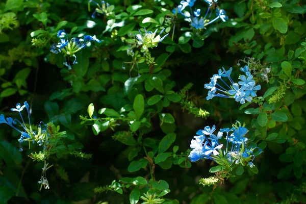 Jasmine Plant Blue Flowers — Stock Photo, Image