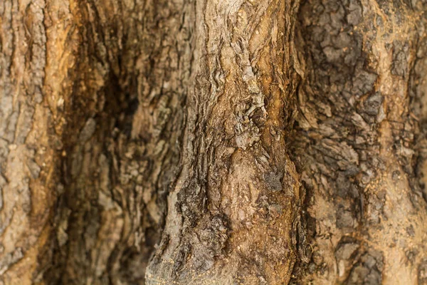 Konsystencja Pnia Drzewa Widoku Bliska — Zdjęcie stockowe