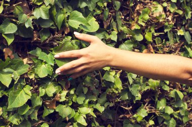 Bir kadın elleriyle tırmanma bitkisine dokunuyor.