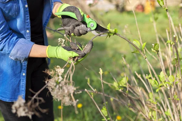 Vrouwelijke tuinman met snoeischaar snijdt droge takken op hortensia — Stockfoto