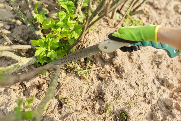 Жінка садівник в рукавичках з садовою пилкою вирізає гілки — стокове фото
