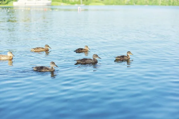 Family of wild ducks swimming in water, nature, spring season