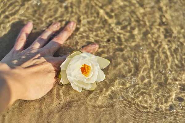 Blanco ninfa agua lirio en las mujeres mano primer plano — Foto de Stock