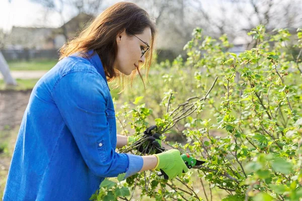 Vrouw tuinman met handschoenen met snoeischaar snoeien zwarte bessen takken — Stockfoto