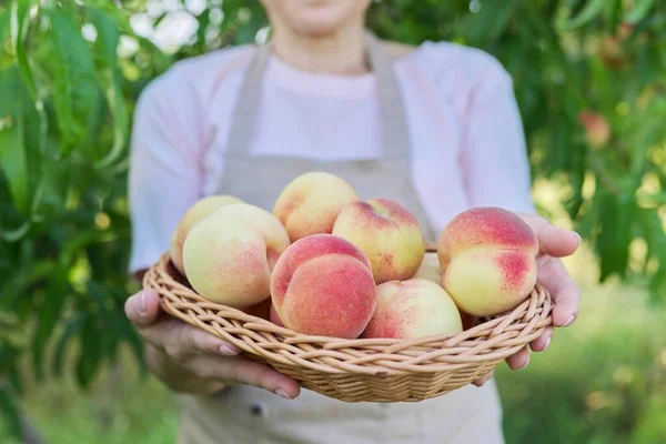 Färska mogna persikor i korg i händerna på kvinnan, trädgård med persikoträd — Stockfoto