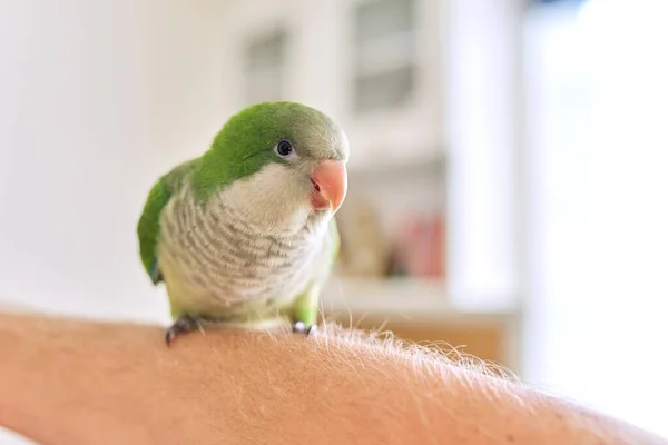 Jovem papagaio verde pinto quaker em um homem mão em casa — Fotografia de Stock